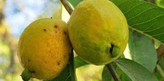 guayaba